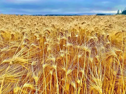 麦浪滚滚,又要到丰收的季节《首发》