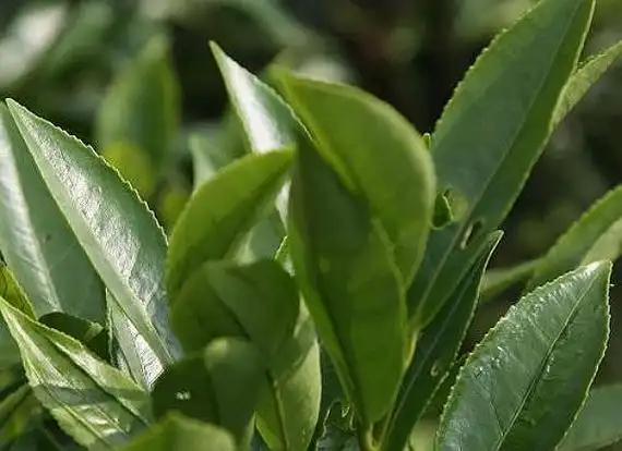 1,八仙过海芝兰香单枞之一.老枞树,无性株系,是凤凰茶区著名单枞之一.