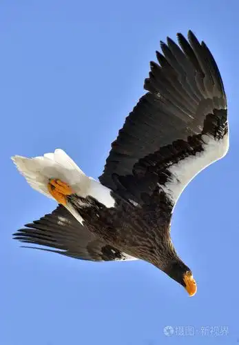 成年steller的海鹰飞行steller的海雕科学名称吼海梭子蟹