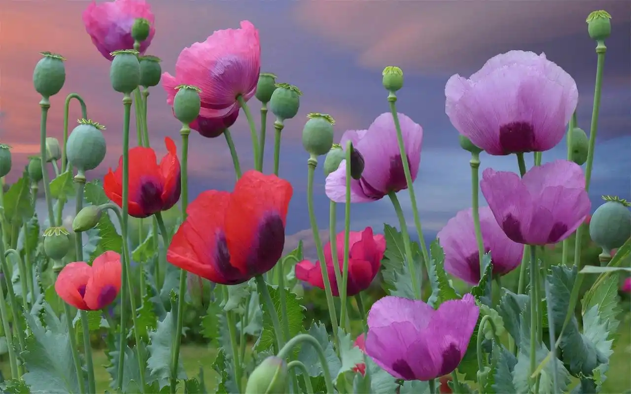 唯美植物花卉摄影小清新电脑桌面壁纸图片大全高清大图预览1920x1200_