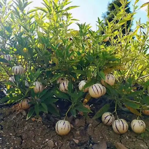 年货精选云南石林新鲜人参果圆果大果整箱新鲜当季水果黄肉果圆果大果