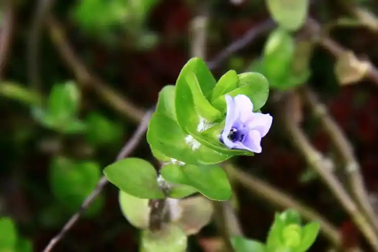 巴戈草车前科假马齿苋属
