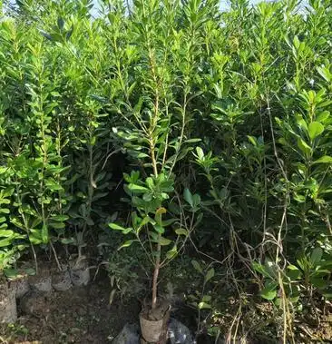 [海桐批发]陕西海桐/营养钵海桐高度40到80左右价格1.