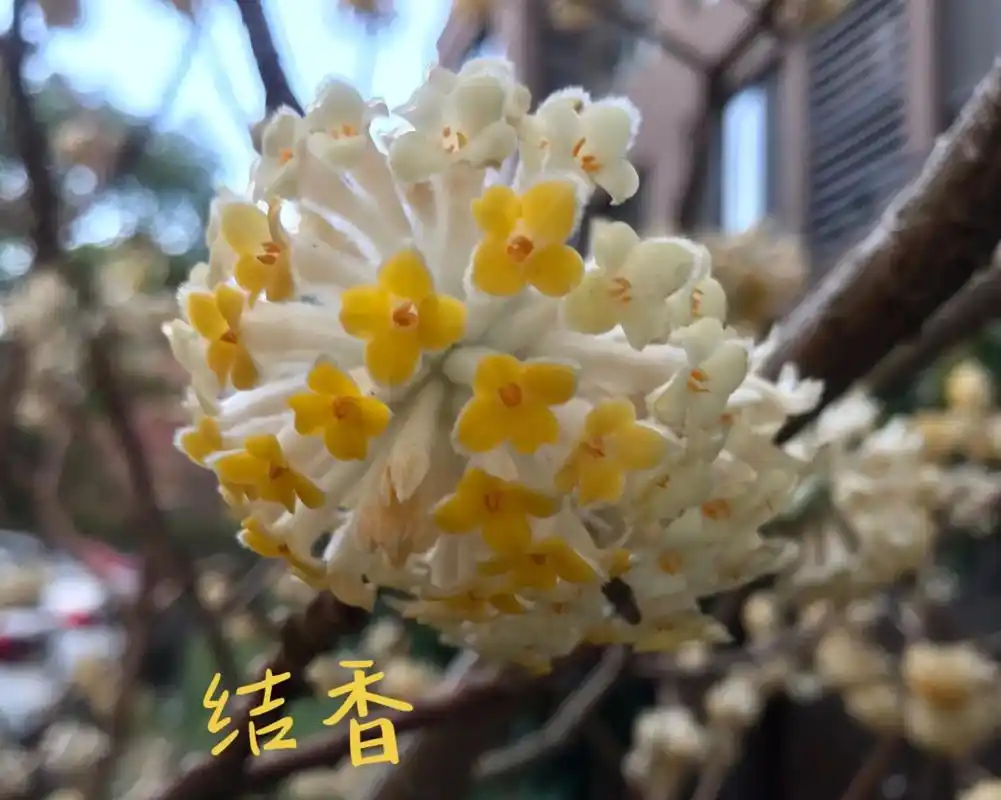 结香.结香是中国特有名优花卉,可供观花或观叶栽培;又是重要的 - 抖音