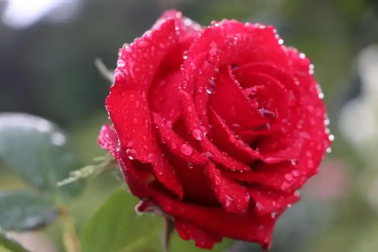 水珠月季花拍照于5月8日下午