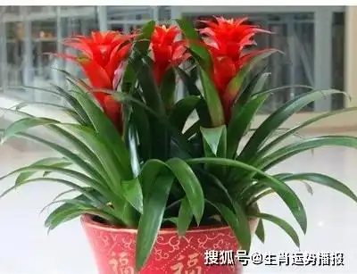 每个生肖都有自己的招财花快来看看你适合养什么