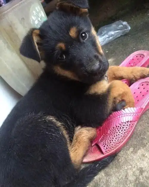 智商不输边牧忠心又护主这样的四眼土狗你们见过吗