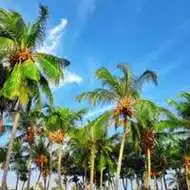 椰树海岛风景头像_微信头像图片大全