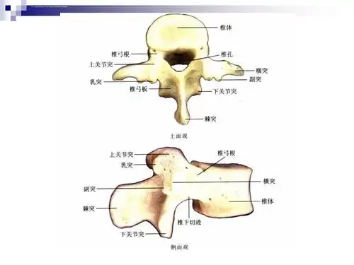 腰椎疾病相关解剖microsoftpowerpoint演示文稿