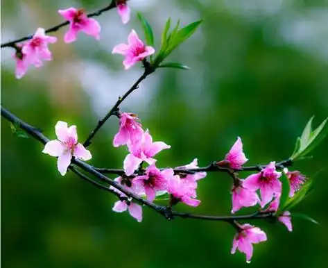 女性遇到烂桃花怎么办