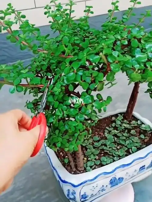 金枝玉叶是越修剪越长得好