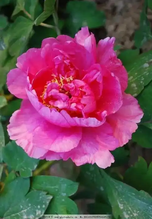 一朵深红色花瓣的牡丹花,颜色漂亮大气,黄色花蕊点缀其间,高贵典雅.