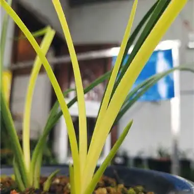 蕙兰暴力黄2朱金变形高艺草子母3苗寄养