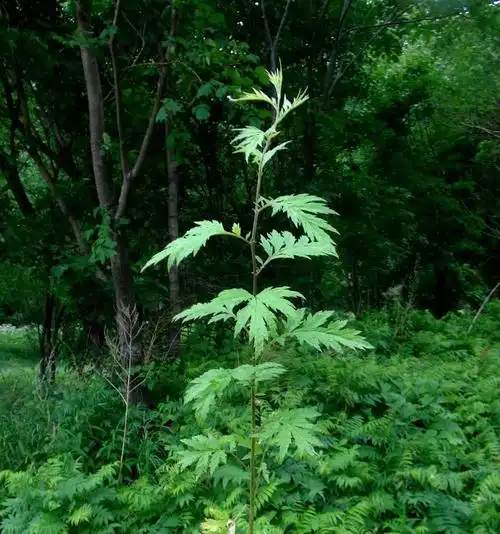 日月峡中草药(677)--裂叶蒿1