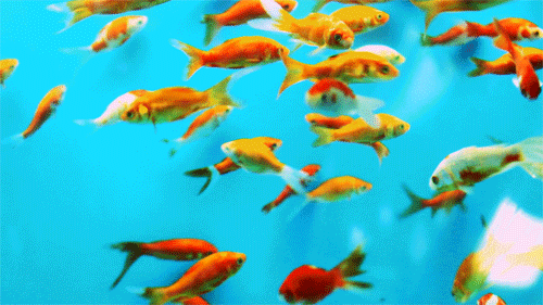 500_281gif 动态图 动图