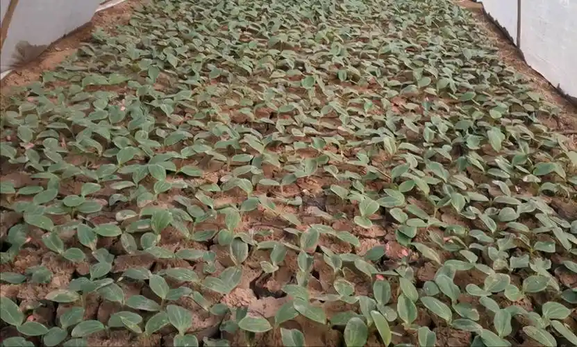 西葫芦苗期管理的关键措施有哪些