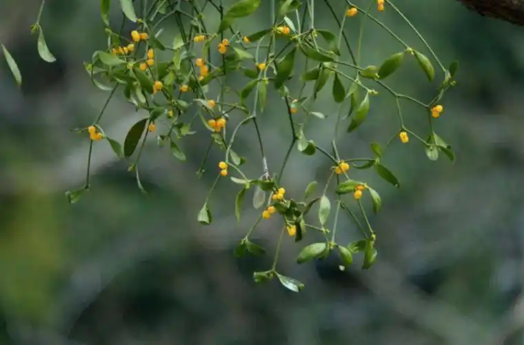 生产大闸蟹夹,桐树内寄生,桐子内寄生[四川],红枫树内寄生,枫香寄生