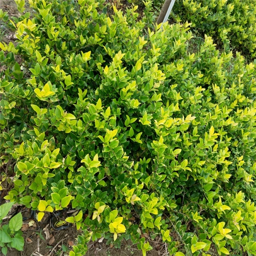 9公分金森女贞苗 高90公分金森女贞小苗 金森女贞_绿化苗木_--西北