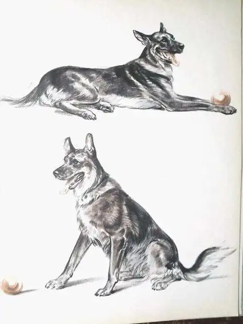 警犬德牧素描图片