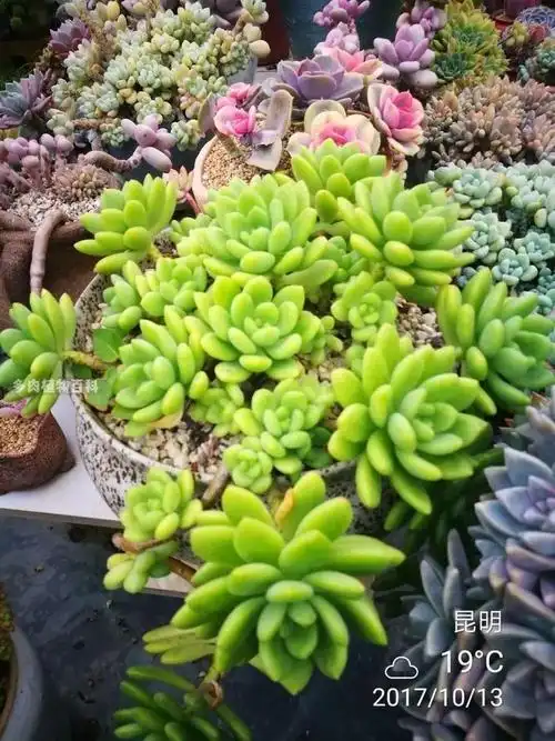 春萌(老桩)黄丽(老桩)红爪东美人(老桩)不知名东美人(老桩)不知名东美