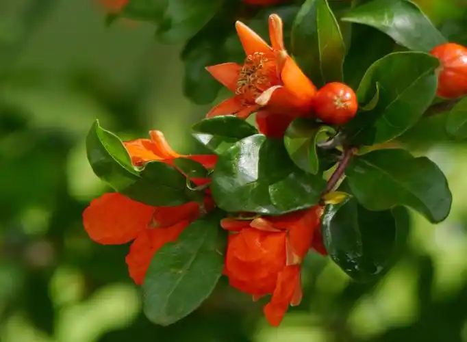 五月花神～石榴花艳红似火