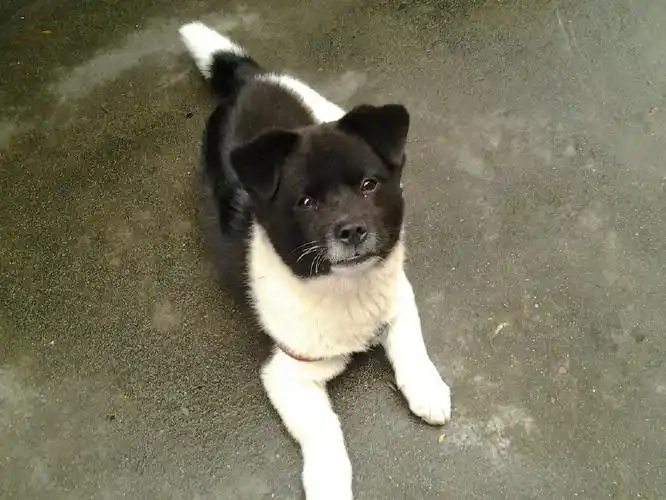 谁能告诉我这是什么狗?土狗吗?