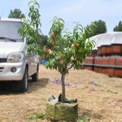正宗无锡阳山水蜜桃果树南北方地栽庭院阳台盆栽种植树苗当年结果