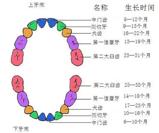 (成人有多少牙齿)人的一生中有多少颗牙齿,你们知道吗?  第1张