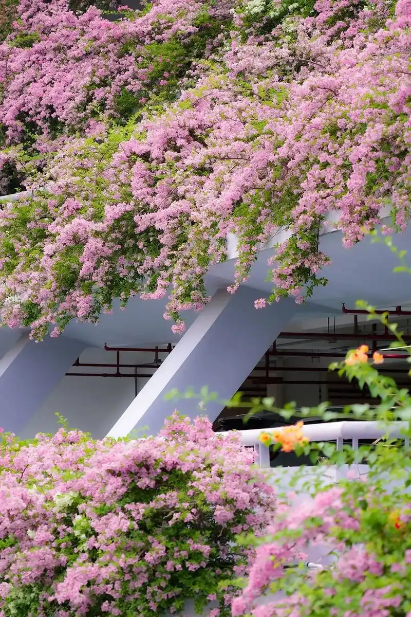 深圳 最美停车场 仙湖植物园 三角梅开了.#仙湖植物园 94 - 抖音