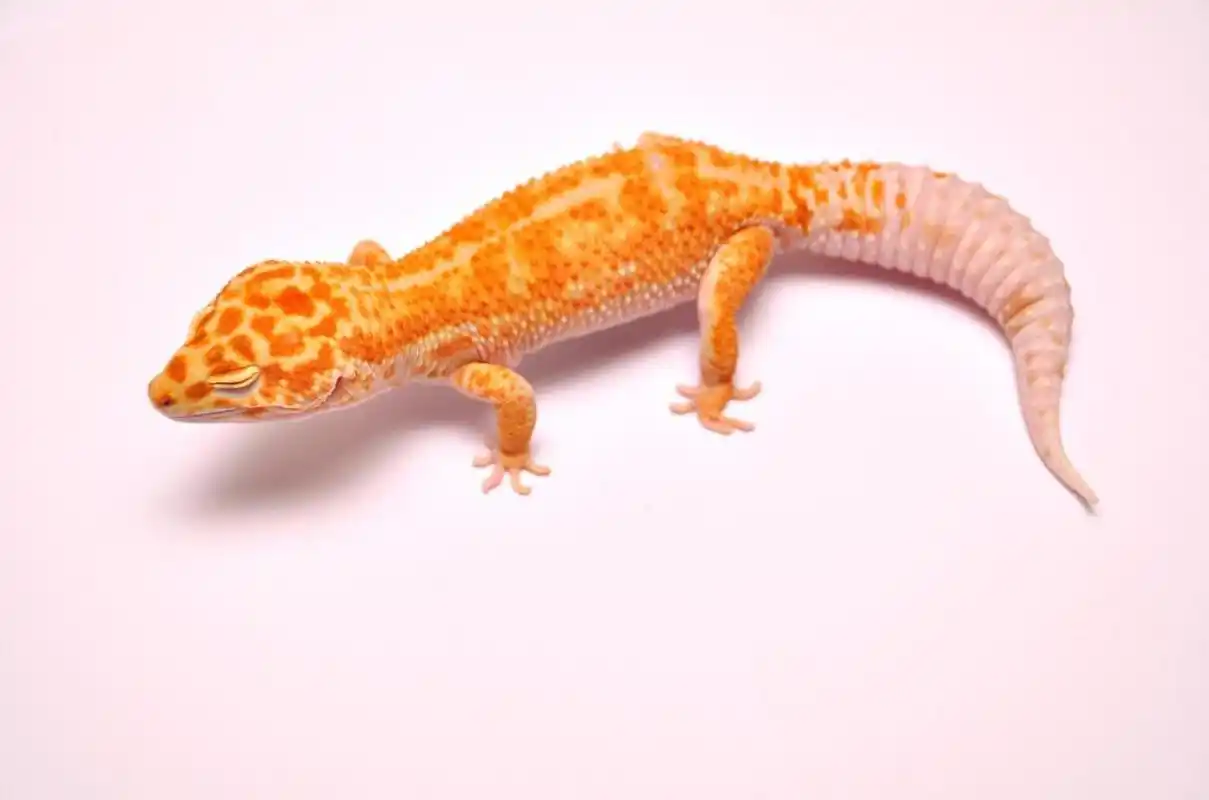 小侄子喜欢爬行动物,看到漂亮的豹纹守宫,一个劲问堂哥:在生活里怎么