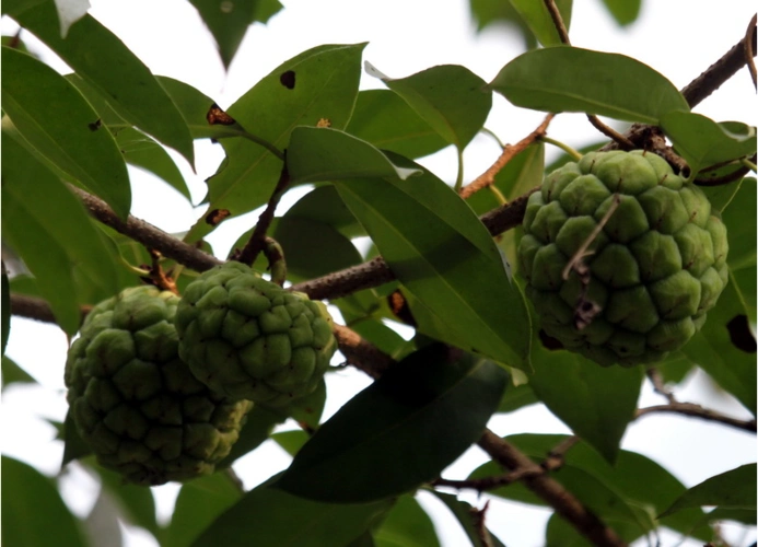 这是什么果实(野果)求认识的人给介绍一下