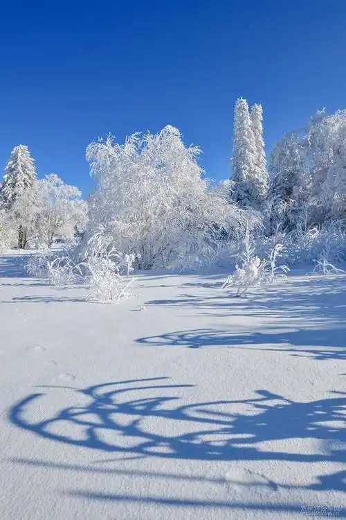 去林海雪原寻找最美的雪景