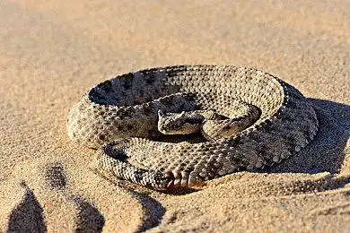 响尾蛇_有角_响尾蛇属_莫哈维沙漠_加利福尼亚_六月_图片大全—全景