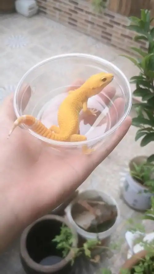 画质及其模糊的阳光豹纹守宫#豹纹守宫