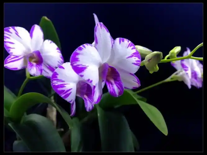 秋石斛,泼墨&白鸽