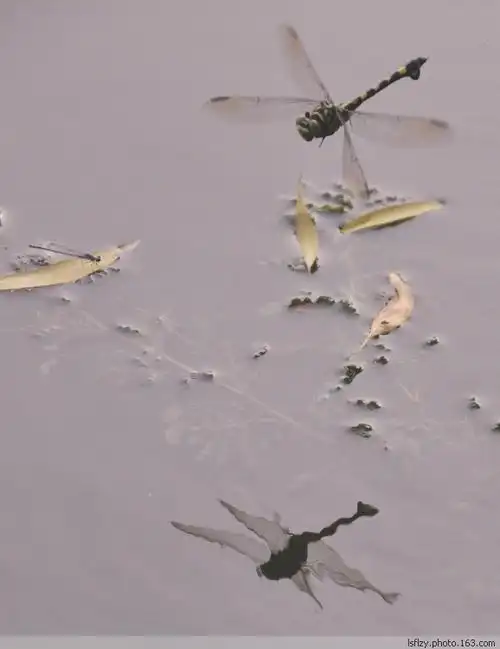 【原创】产卵的蜻蜓