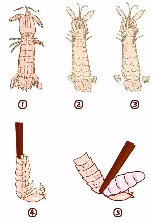 不看不知道原来皮皮虾是这样剥的