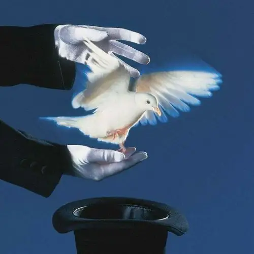 魔术活体道具鸽白鸽子魔术鸟宠物美国白鸽包活包鸟