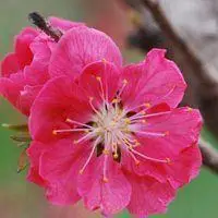 微信桃花财运头像_微信头像图片大全