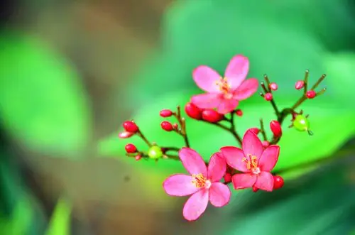 小草野花特写摄影