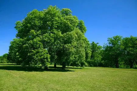 蓝天树绿树蓝天照片