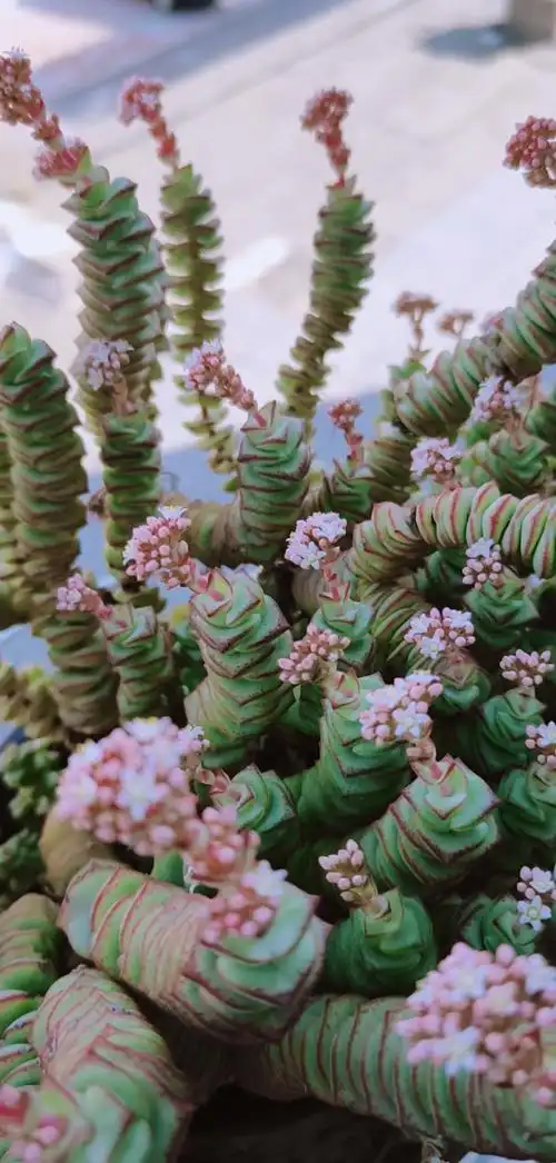 我的小花园#又到钱串开花季