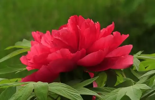 好一朵美丽的牡丹花