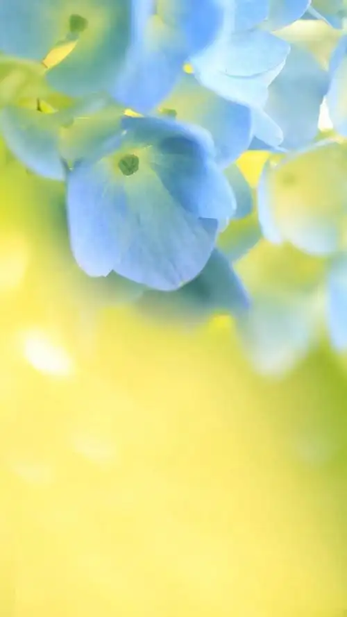 唯美清新壁纸_2018小清新手机背景图