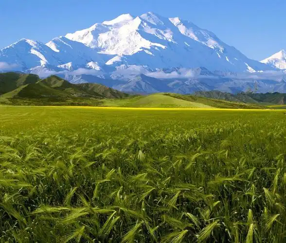 求p个雪山到背景后面