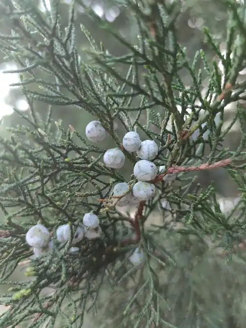 【已解决】原来不是松树是圆柏,我就说松果不长这个样子嘛