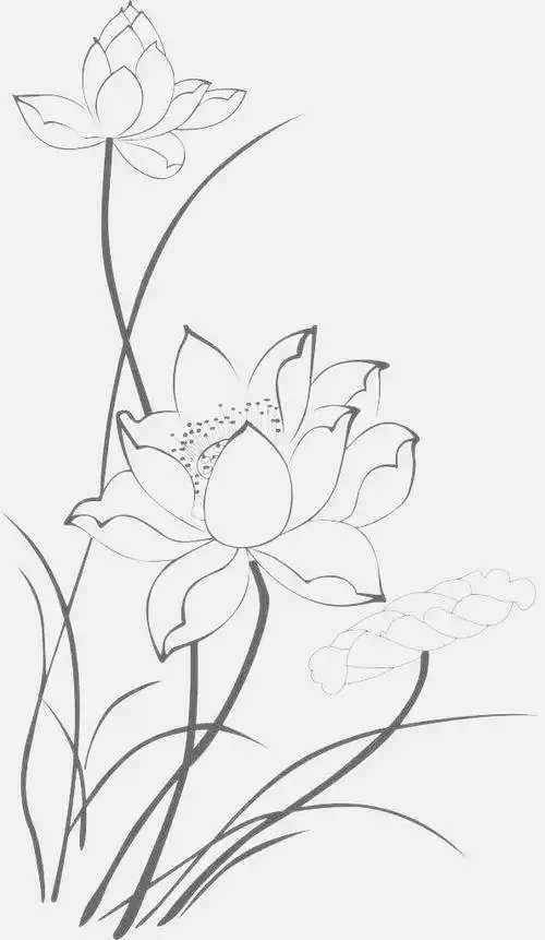 工笔线稿荷花好看又简单