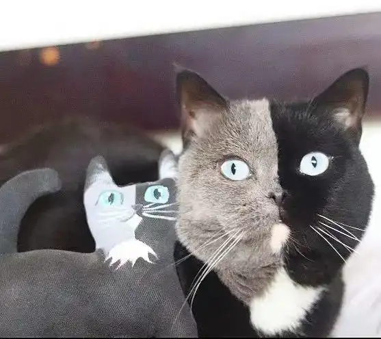 小猫咪你是不是黑猫与蓝猫的合体啦,这么对称