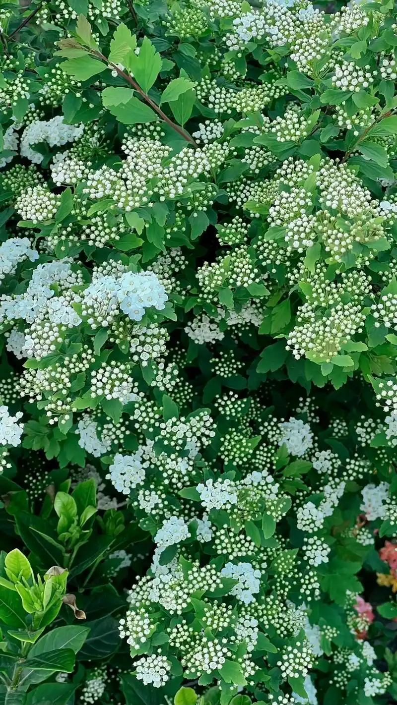 菱叶绣线菊.来波壁纸吧,今天忙,手机拍的照片,明天也忙,看明 - 抖音