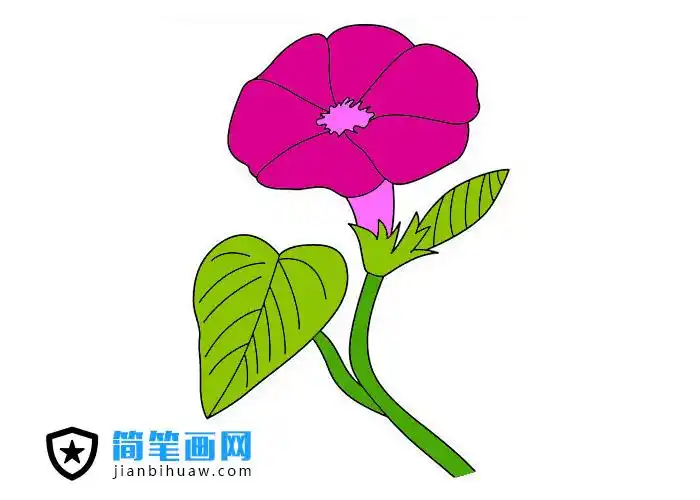 牵牛花简笔画含上色图片
